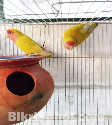 Lutino Peach Face Lovebird /লিটিনো পিচফেস লাভবার্ড বিক্রি।